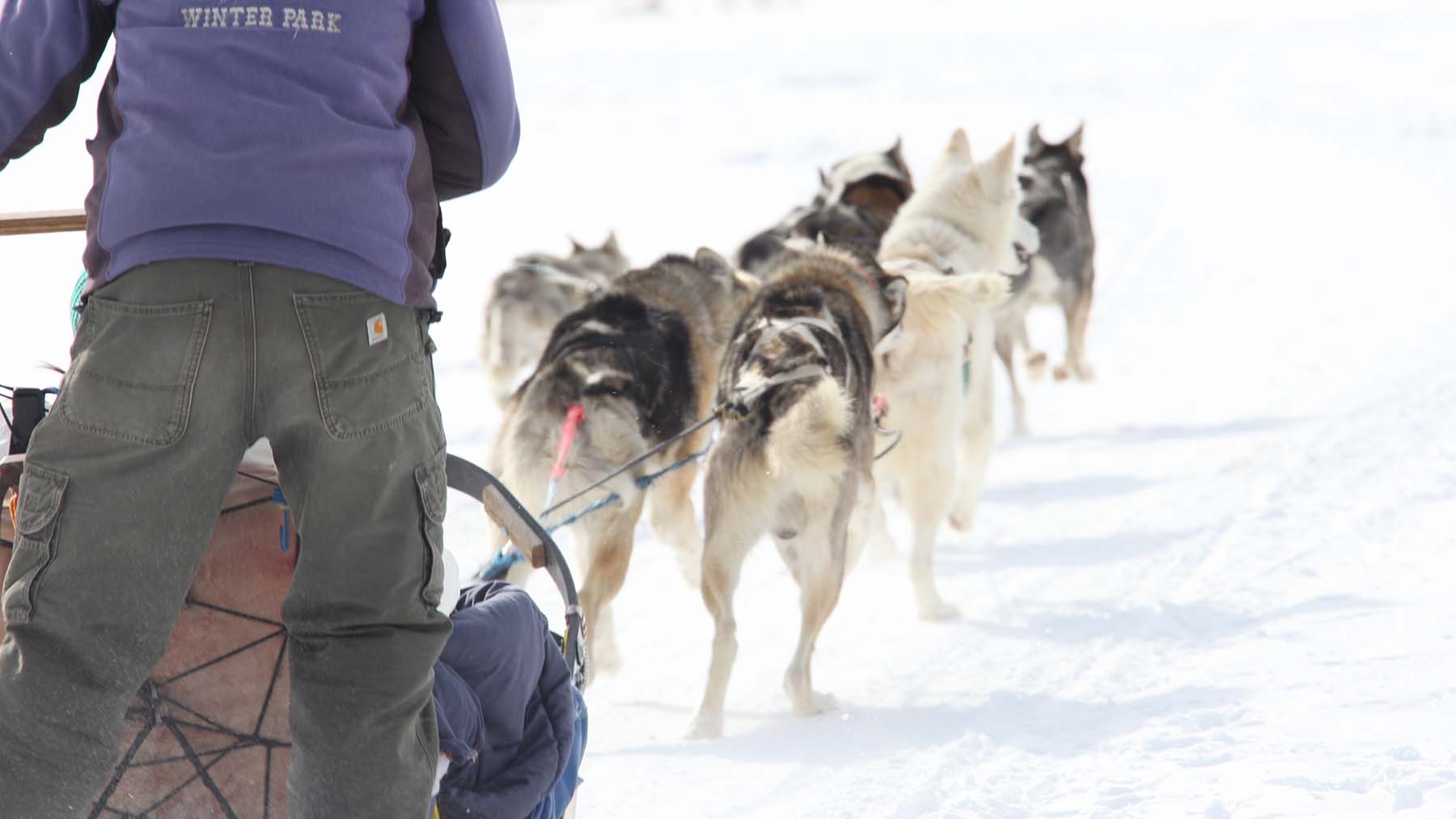 Dog Sled Rides in the town of Winter Park